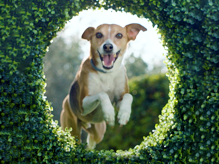 dog jumping through grass tunnel